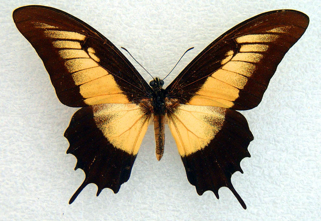 Papilio androgeus laodocus male aberrant recto (Internet Image property of respective owner, non-commercial use only)